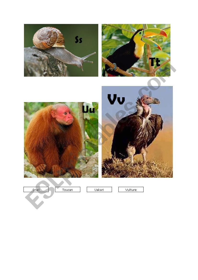 Animals A-Z (Page 04 - S-V) worksheet