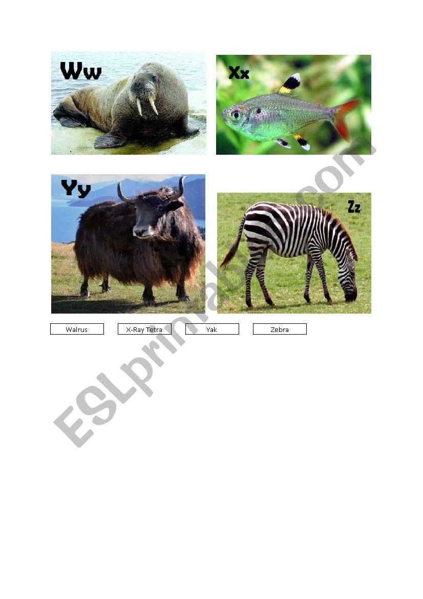 Animals A-Z (Page 05 - W-Z) worksheet