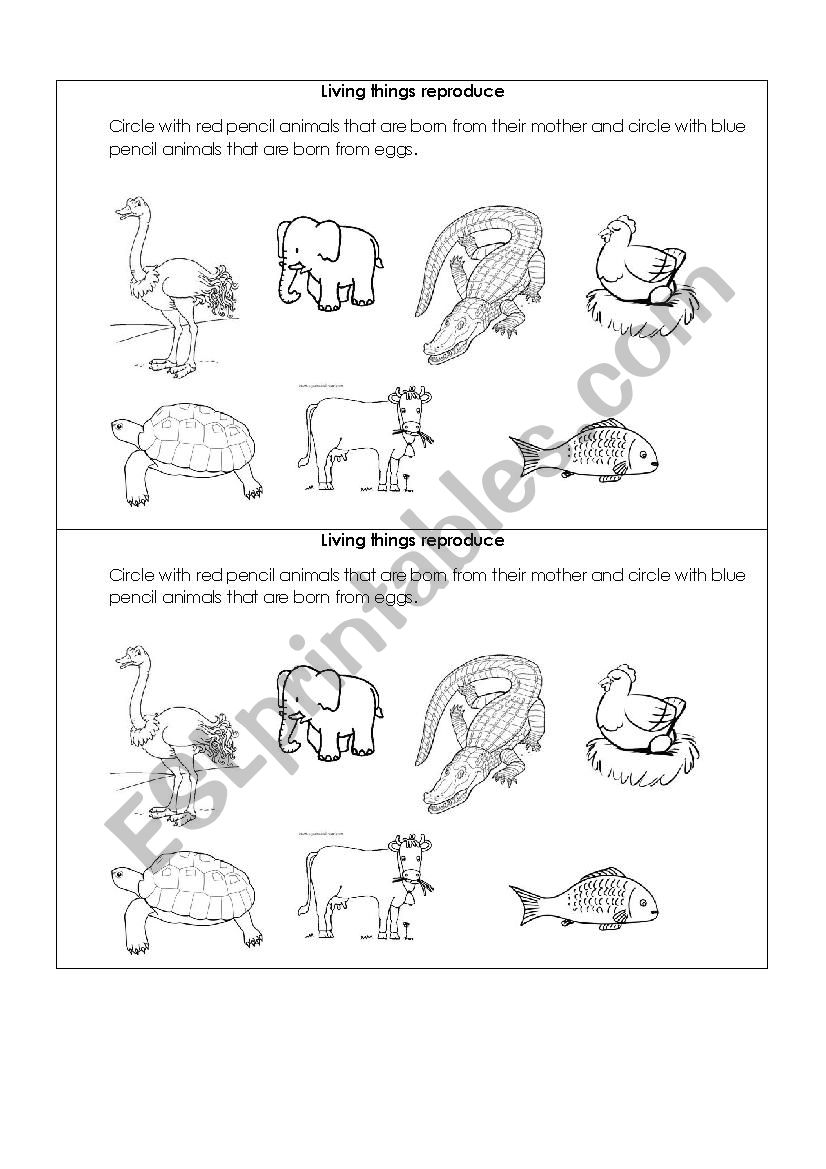 Living things reproduce worksheet