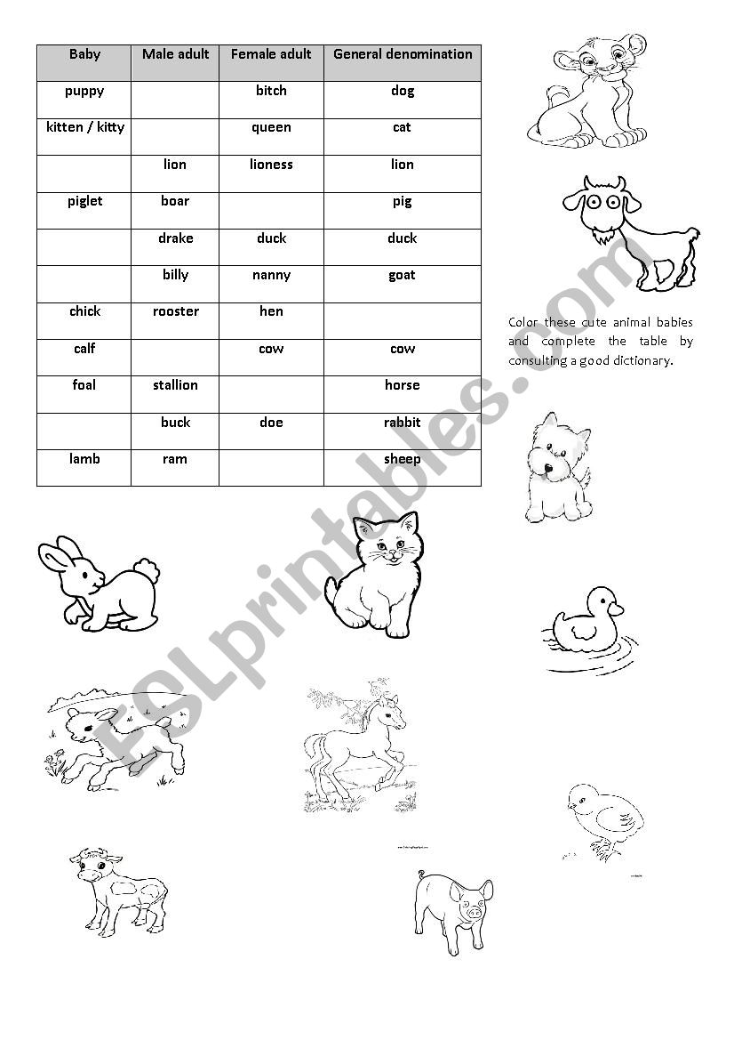 Baby Animals worksheet