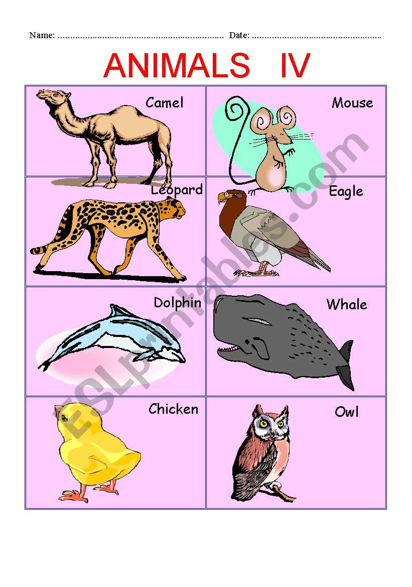 ANIMALS PART IV worksheet
