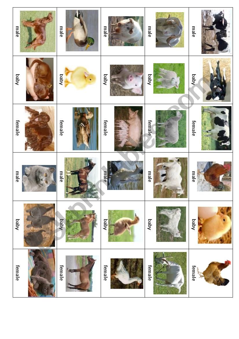 Animals - memory game worksheet