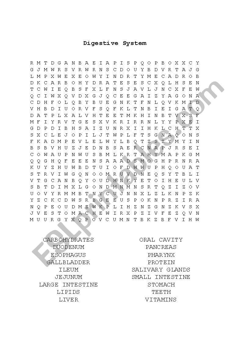 Digestive System worksheet