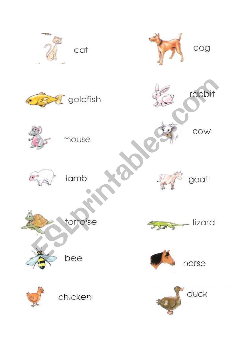 animals worksheet