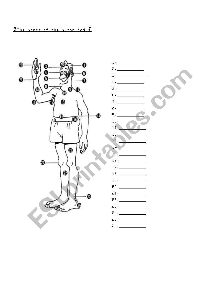 The parts of the human body worksheet