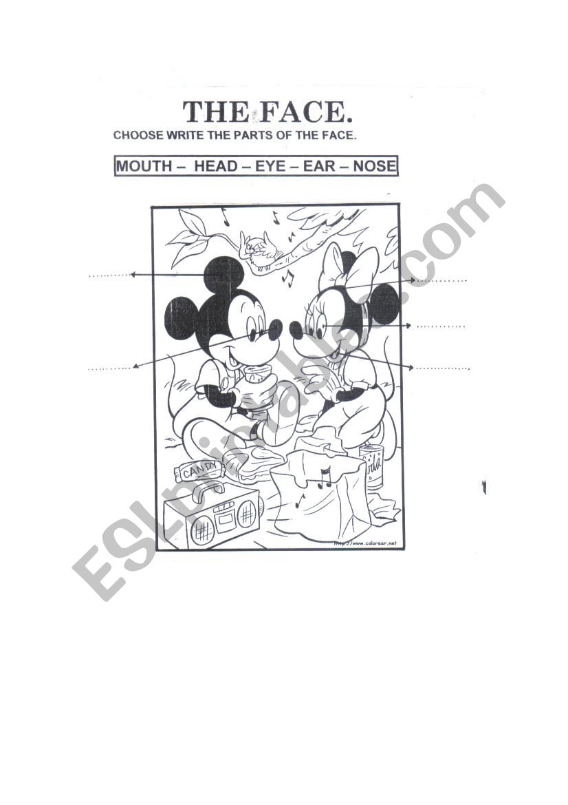 the face worksheet