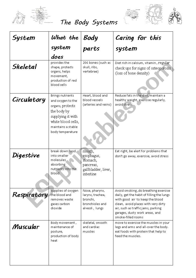 The Body Systems - ESL worksheet by mari3lla