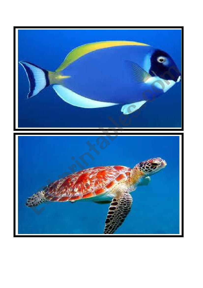 ocean animals flashcards worksheet