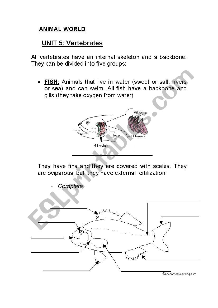 vertebrates worksheet
