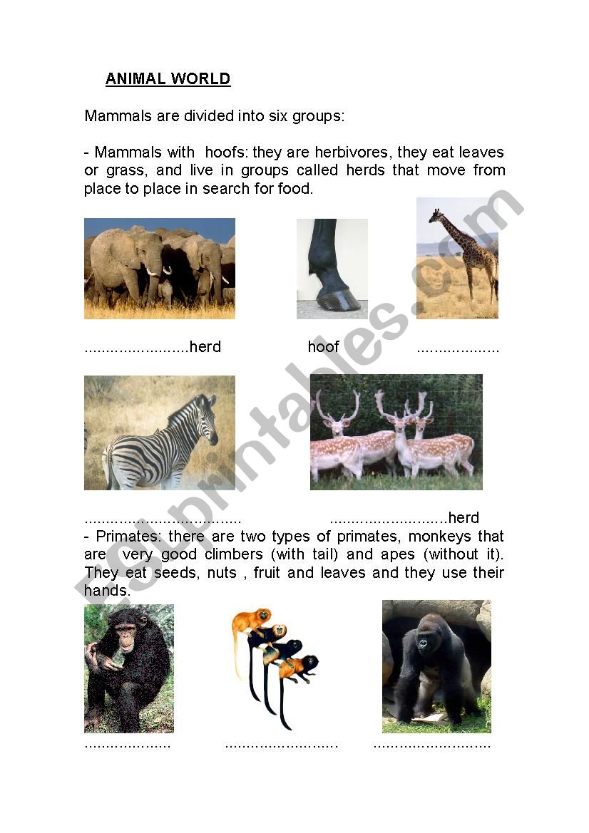 types of animals worksheet