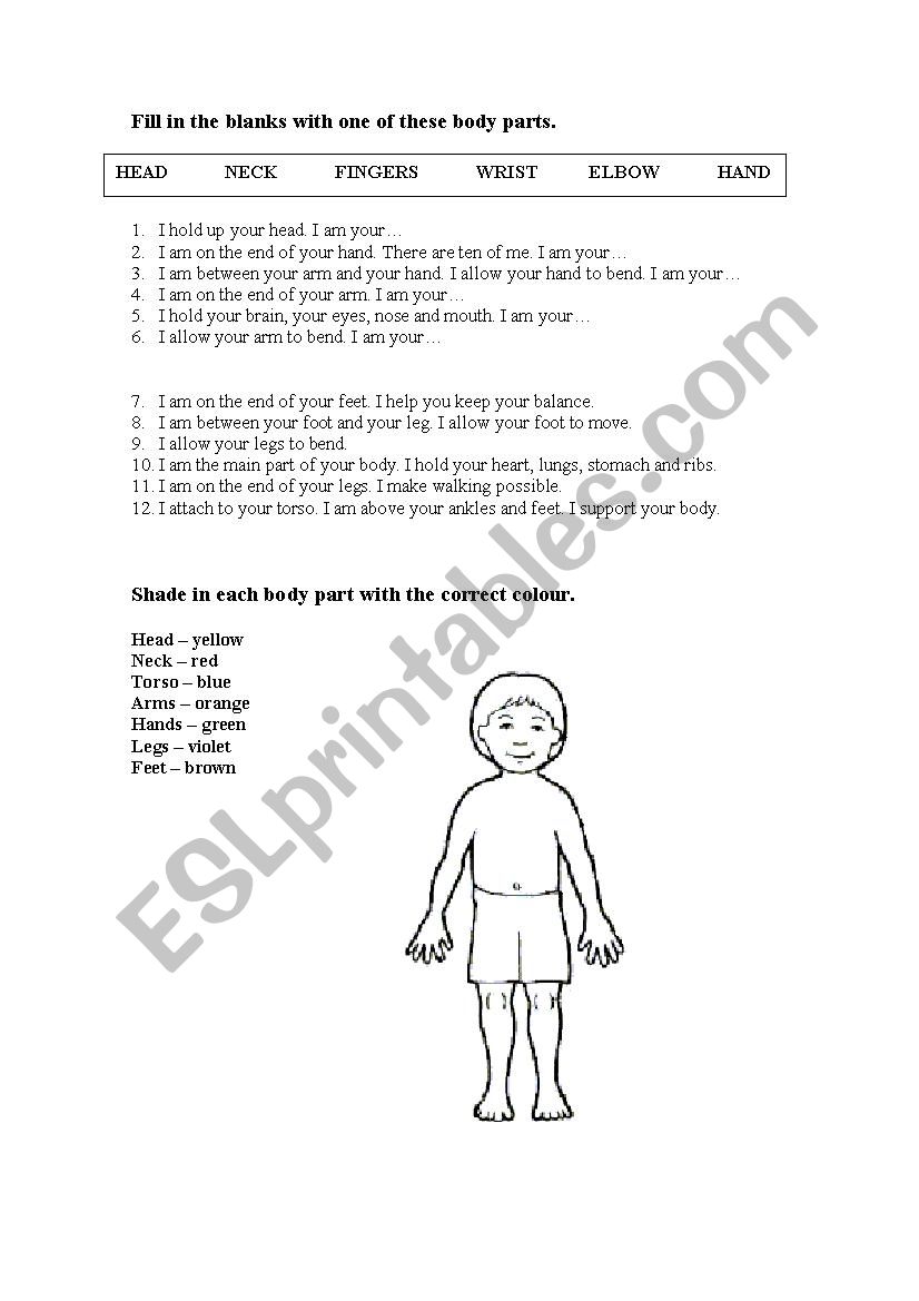 Our body worksheet