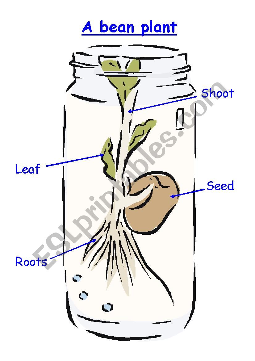 Bean Parts worksheet