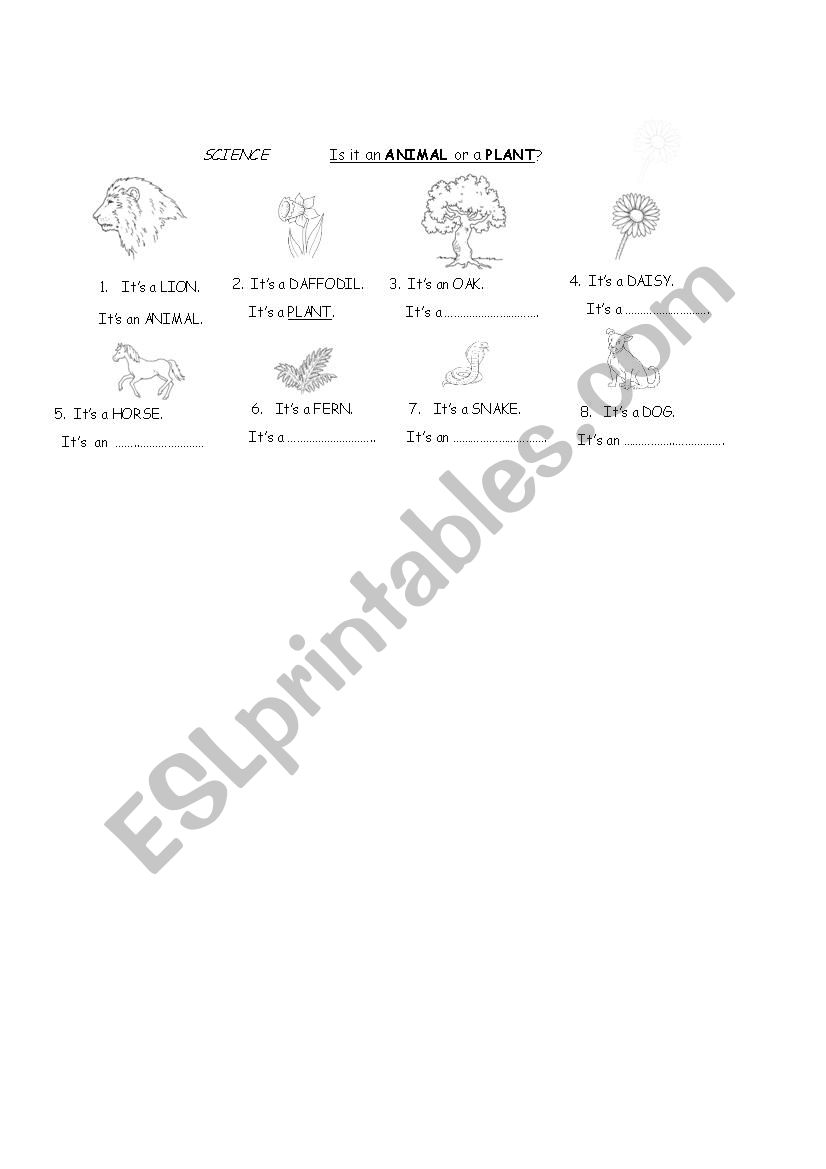 Is it an animal or a plant? worksheet