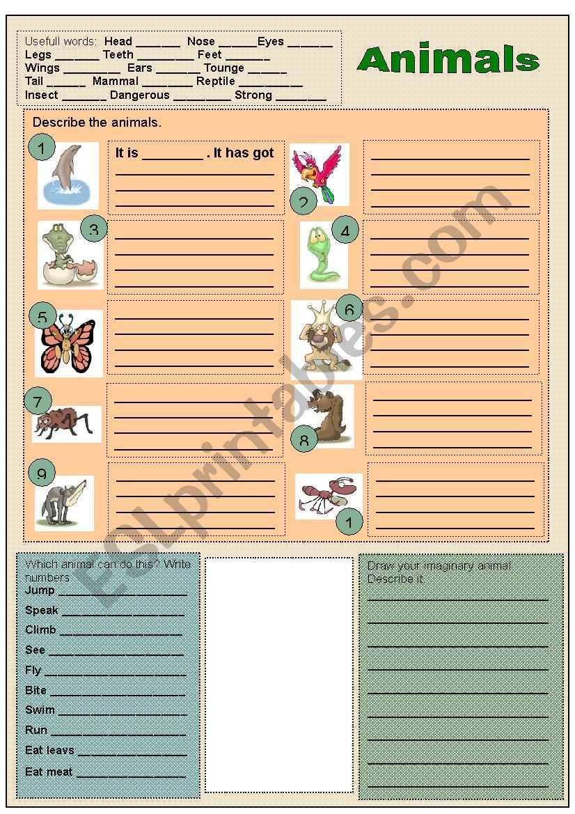 Animals: looks and abilities worksheet