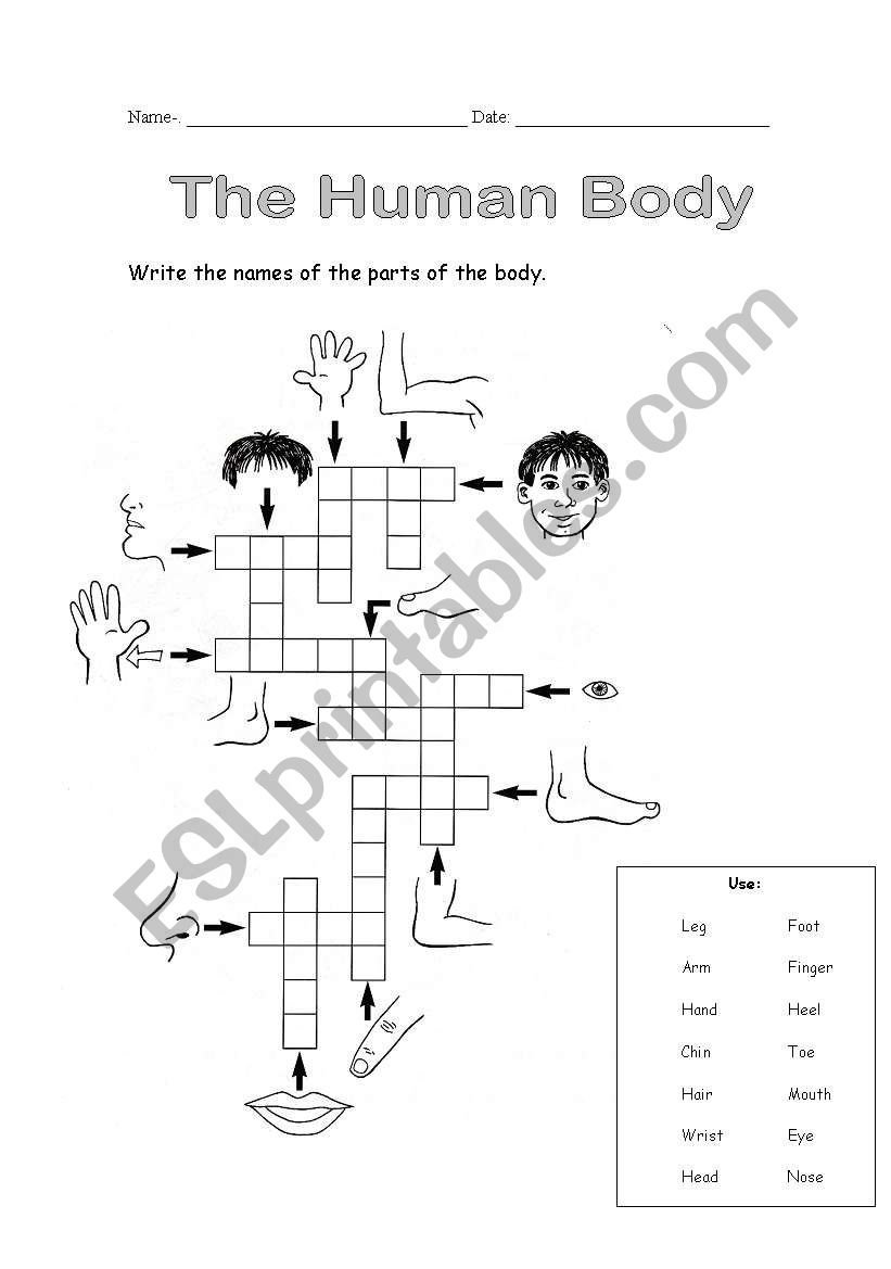 The Human Body worksheet
