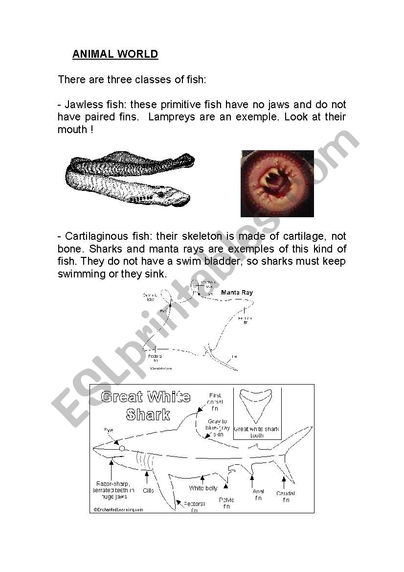 Fish worksheet worksheet