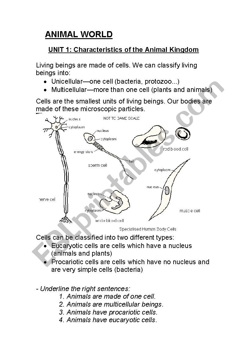 Cells  worksheet