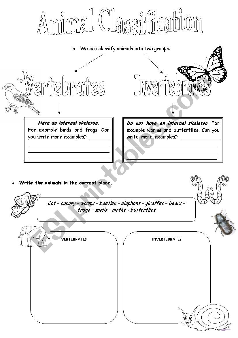 Animal Classification worksheet