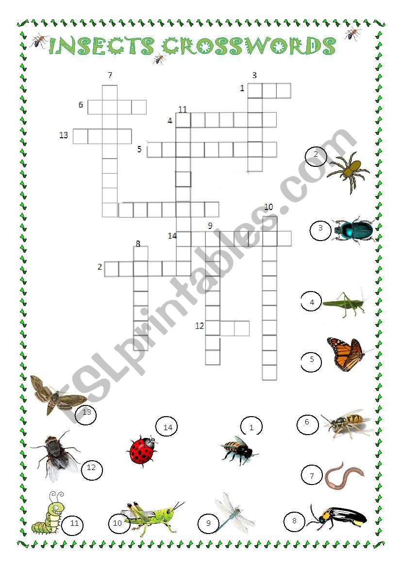 INSECTS CROSSWORDS worksheet