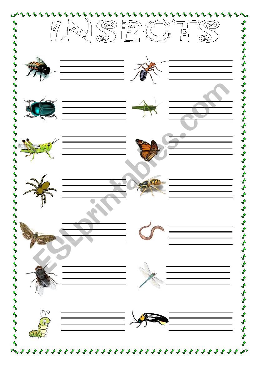 insects worksheet