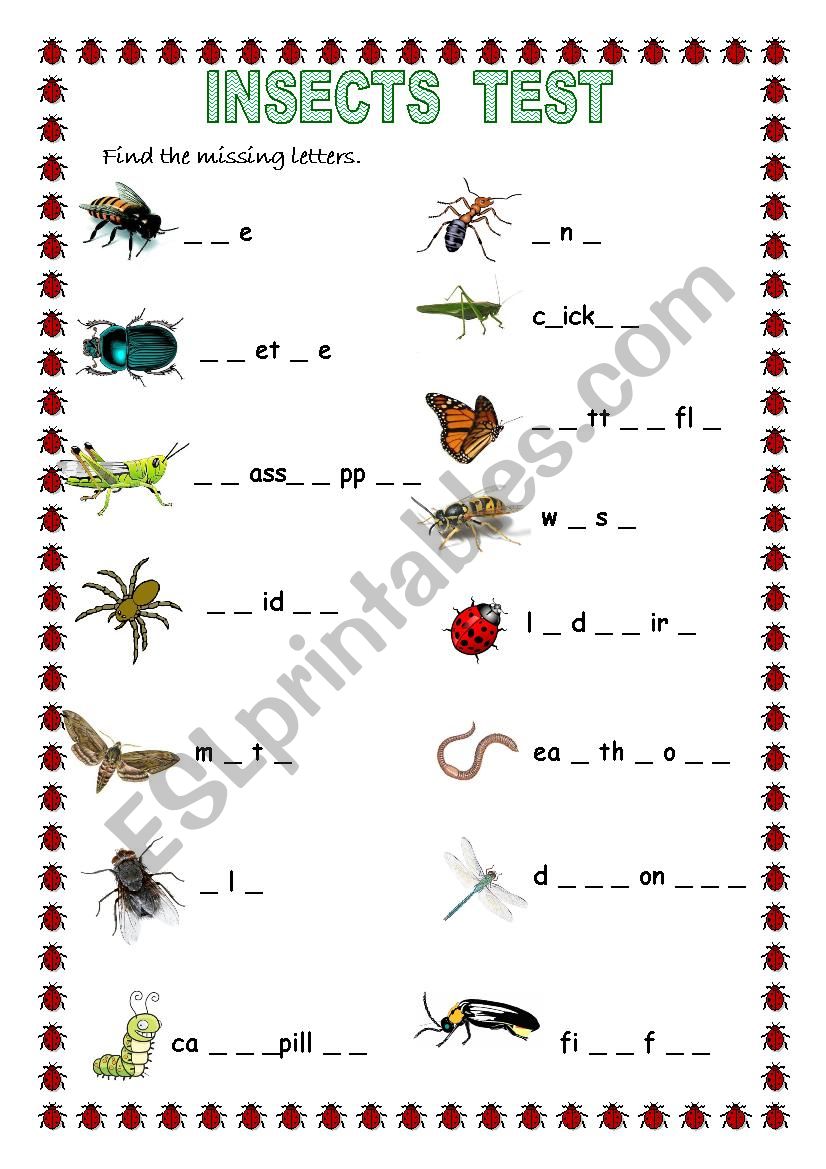 INSECTS TEST worksheet