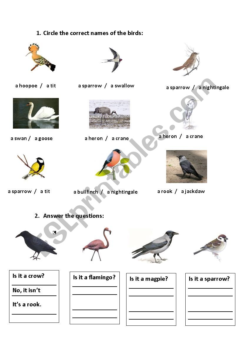 Recognizing the birds worksheet