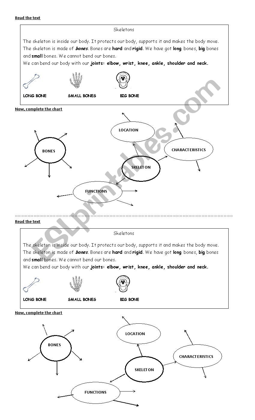 Skeletons worksheet