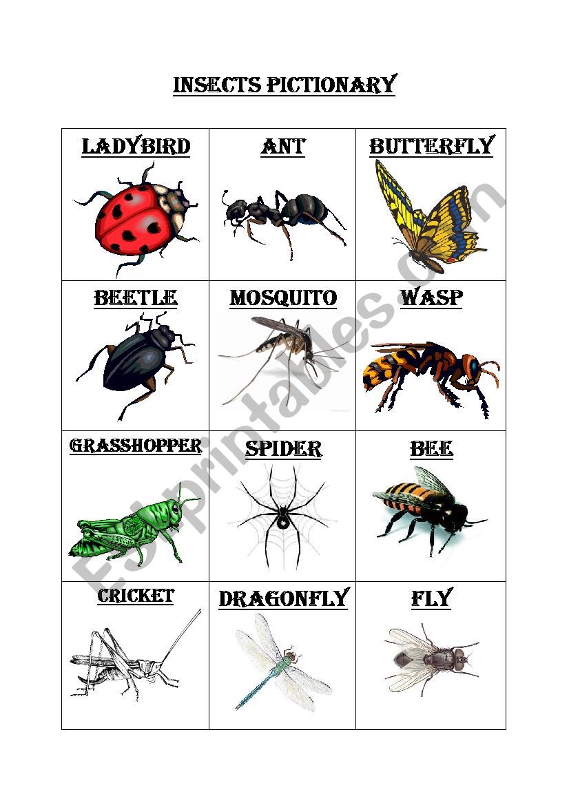 Insects pictionary worksheet