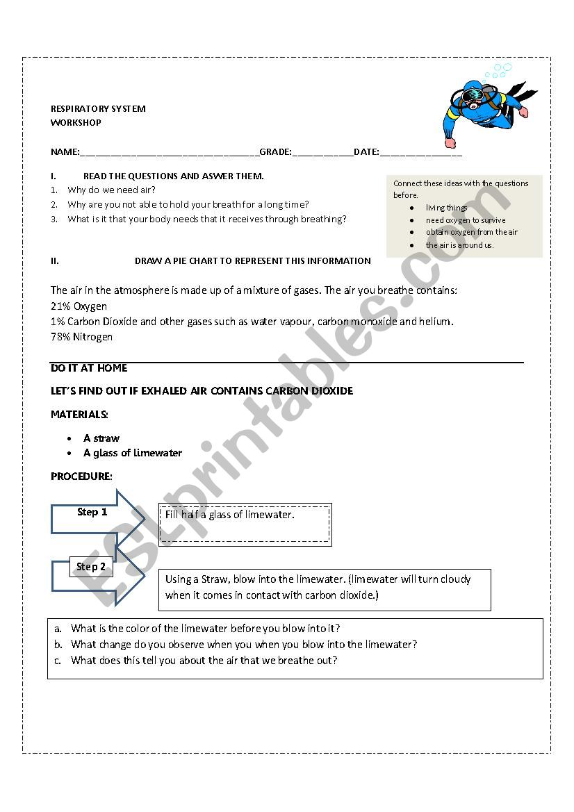 Respiratory System worksheet