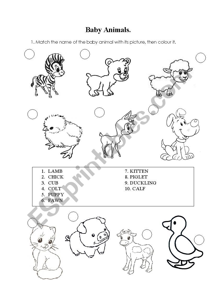 Baby Animals worksheet