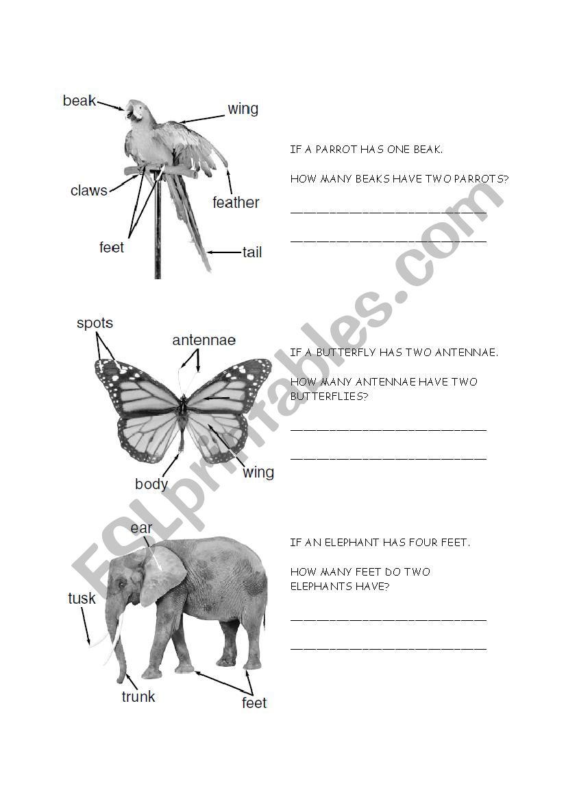 Addition - Animals Body Parts