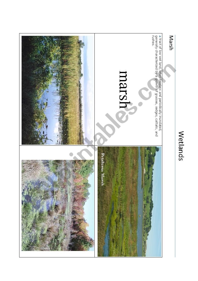 Wetlands - Marsh part 2 of 4 worksheet