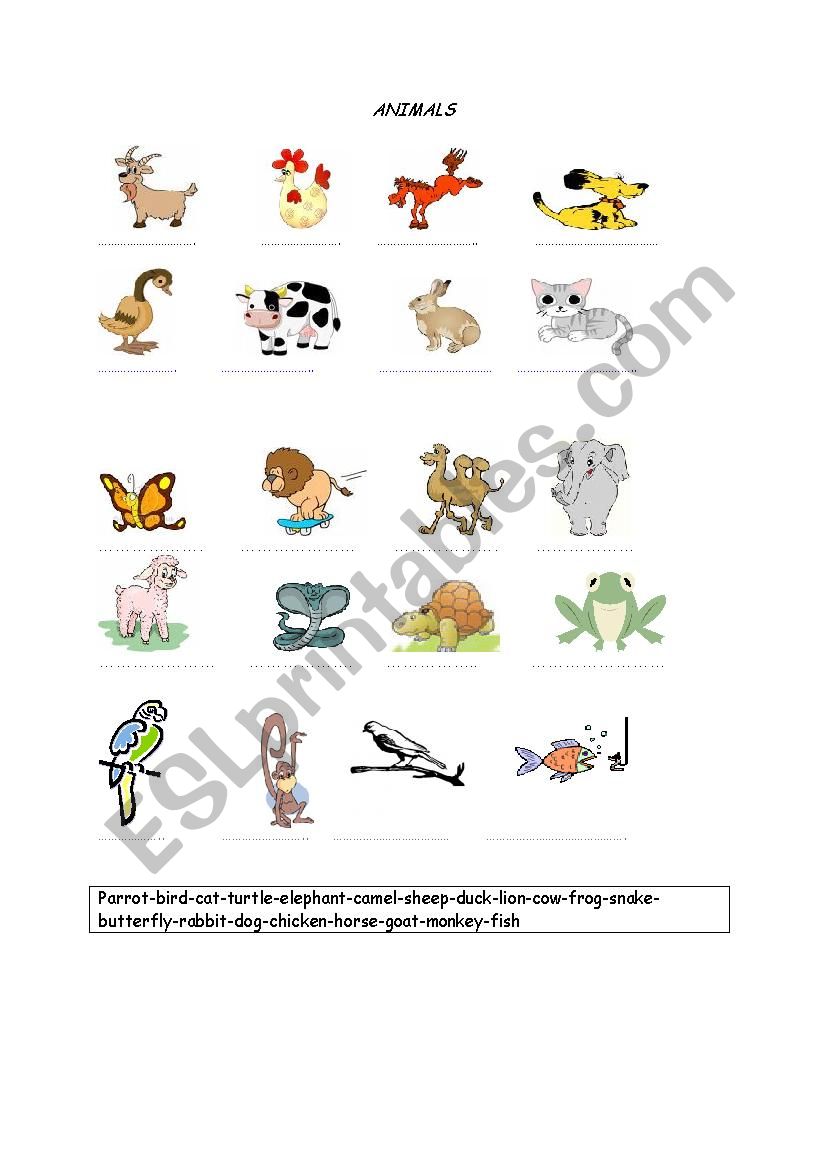 animals worksheet