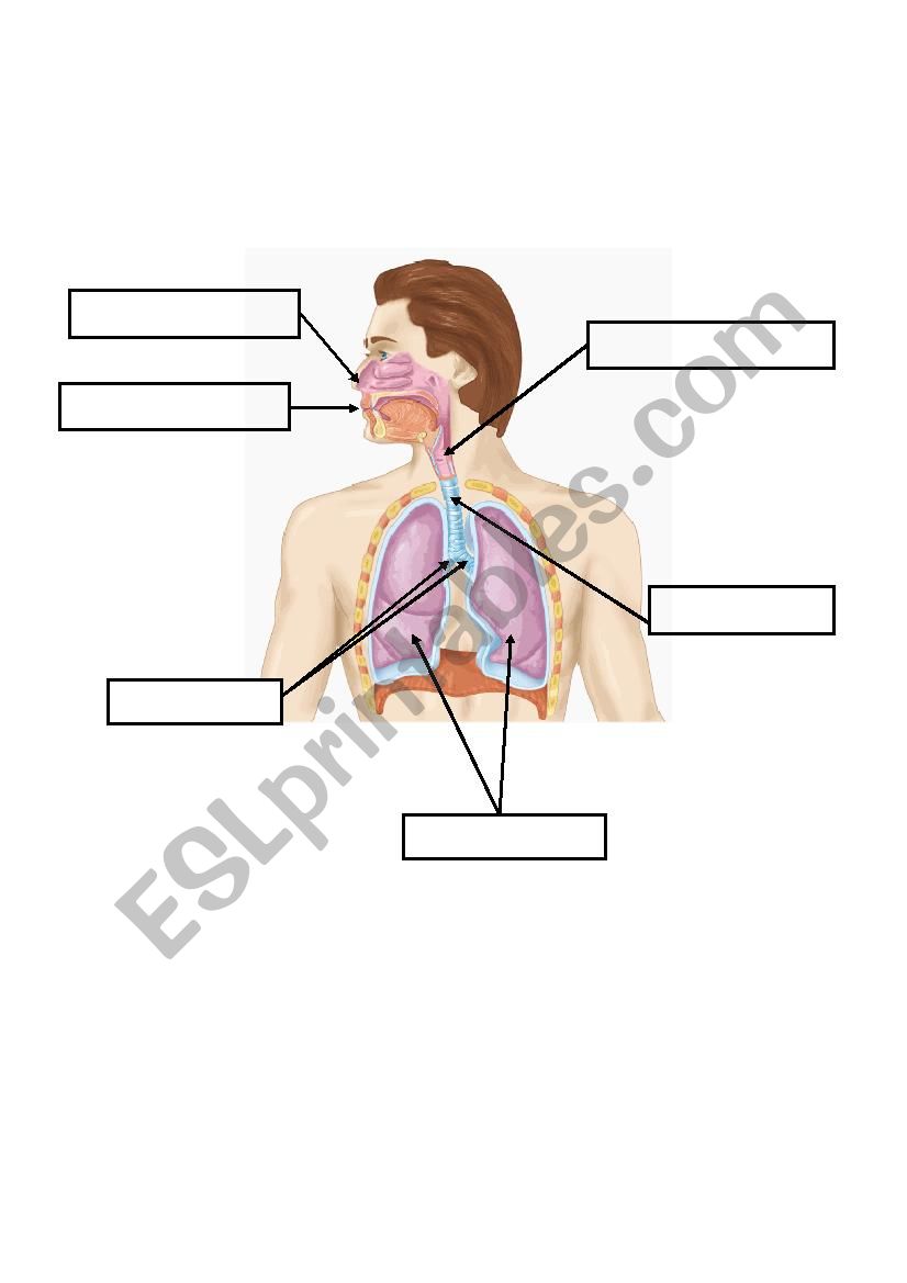 respiratory system worksheet