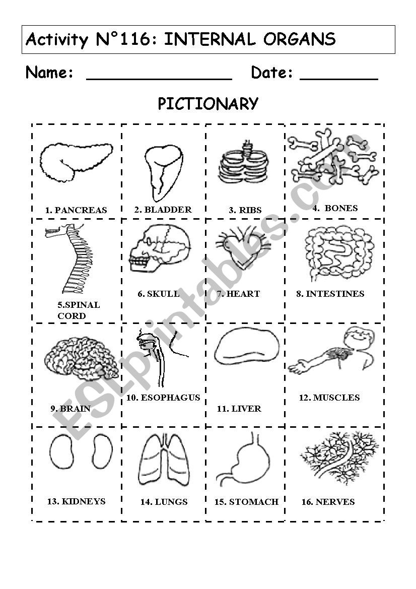 INTERNAL ORGANS PICTIONARY worksheet