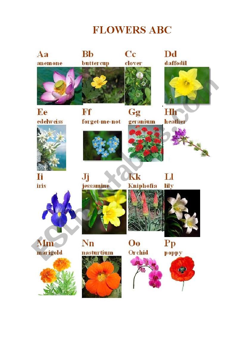 Flowers ABC worksheet