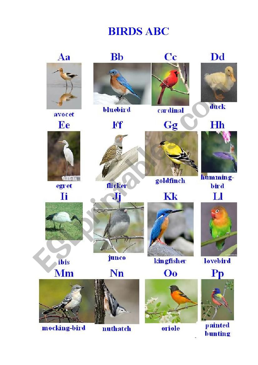 Birds ABC worksheet