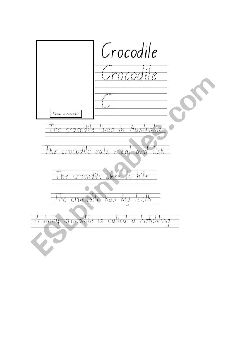 Crocodile Worksheet worksheet