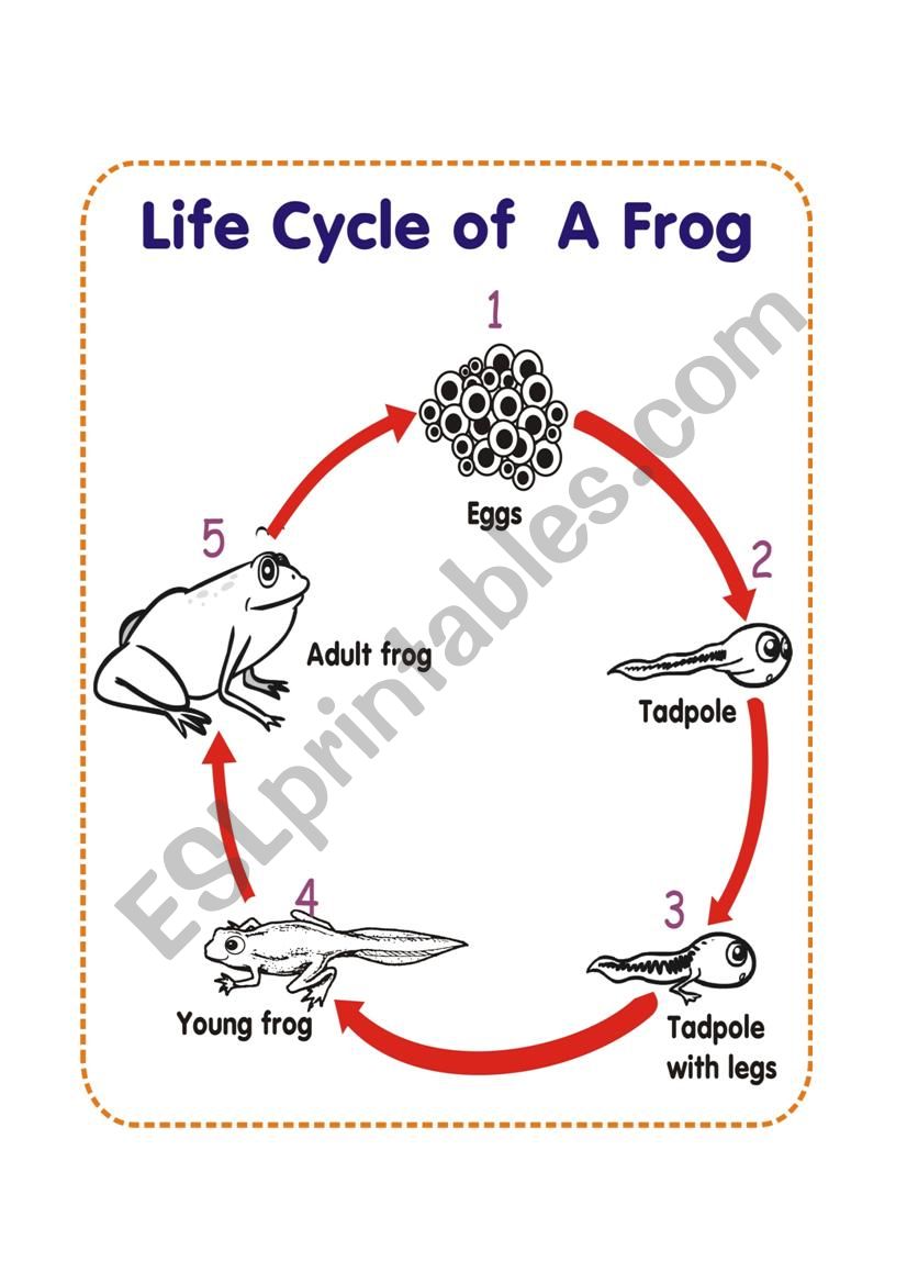Life Cycle of A Frog worksheet
