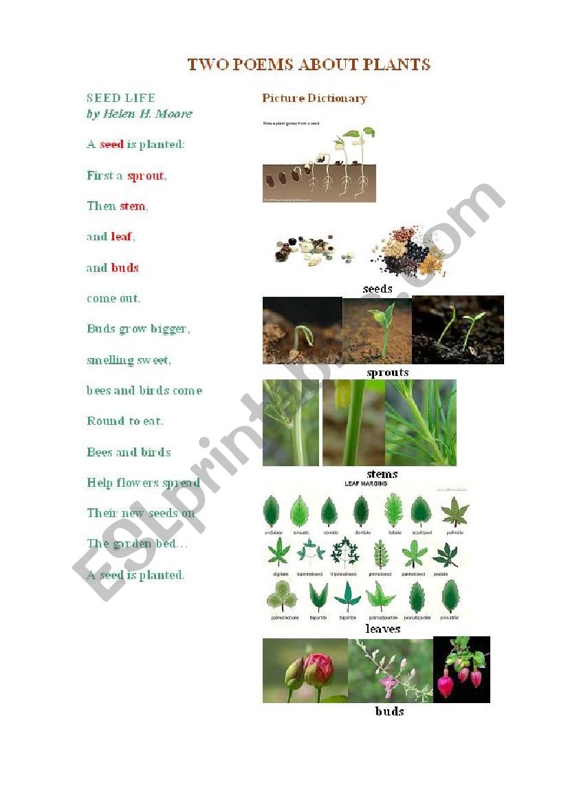 PLANTS (2 poems) worksheet