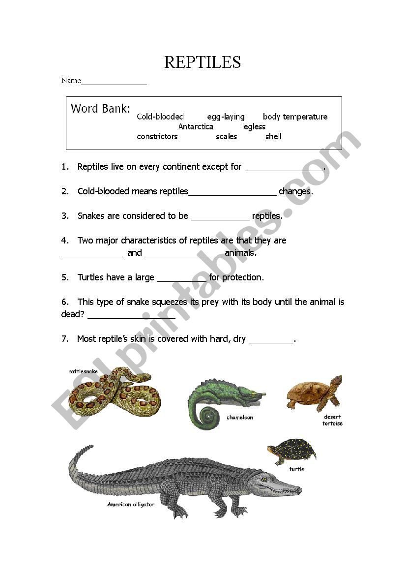 Reptiles worksheet