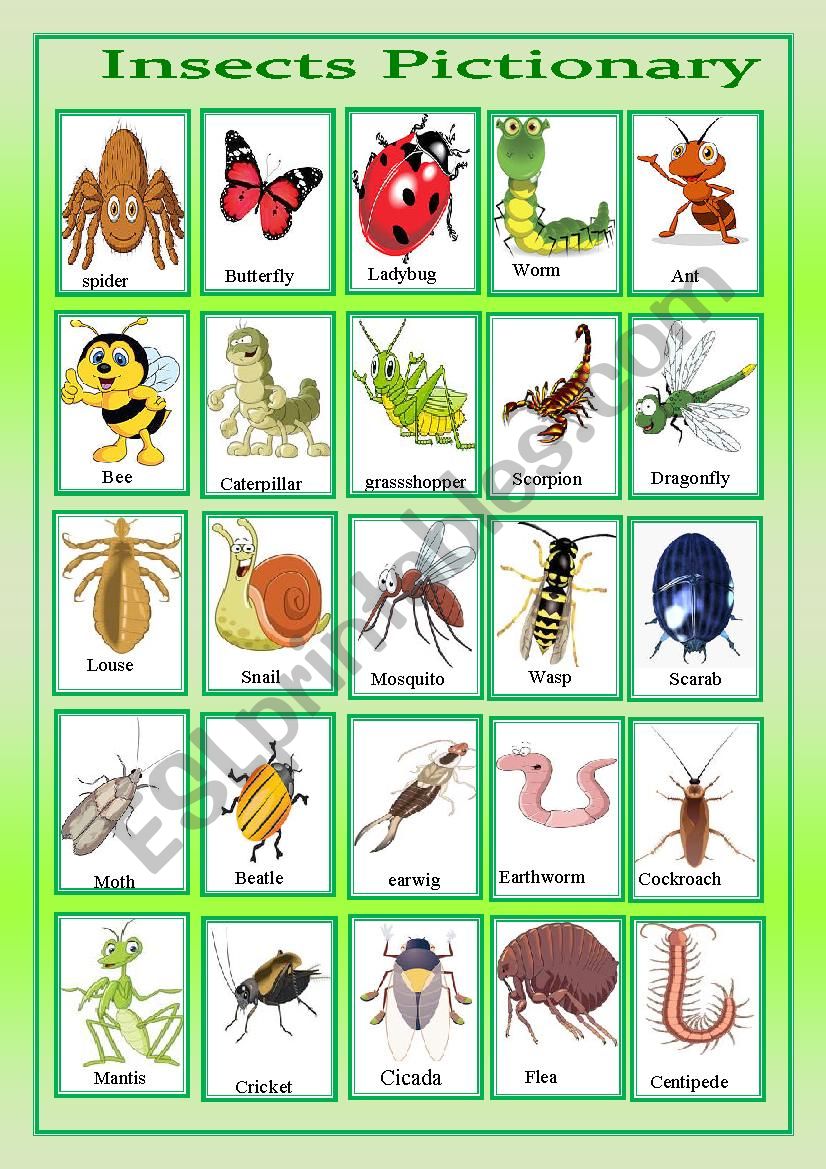 insects pictionary worksheet