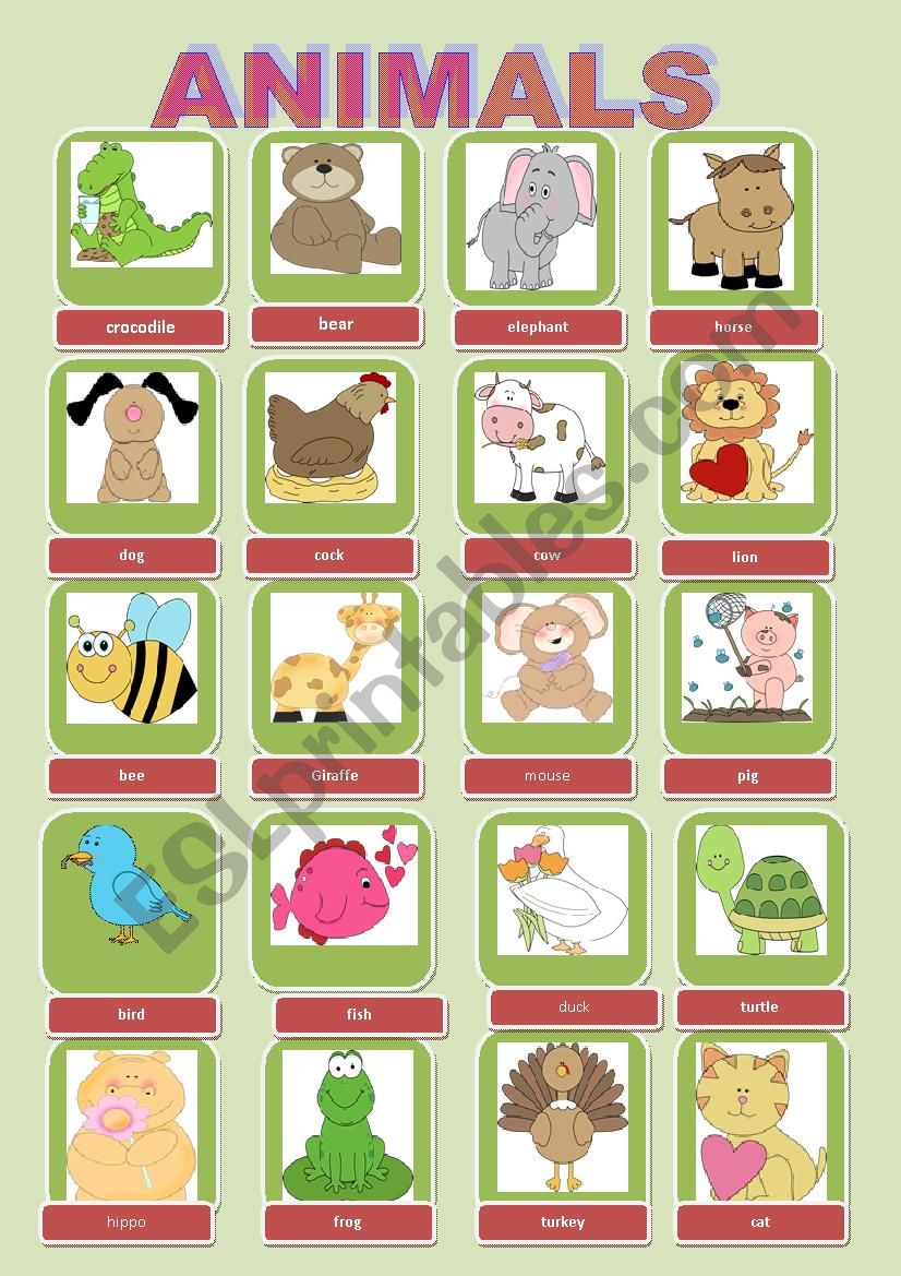 animals worksheet