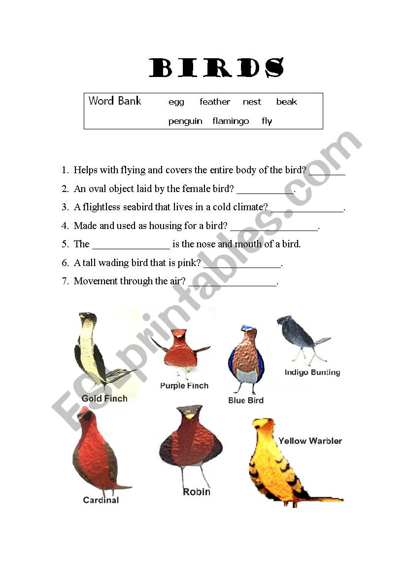 Birds worksheet