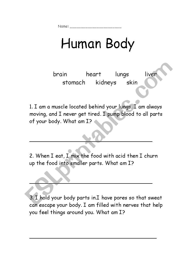 Organs of the Body worksheet