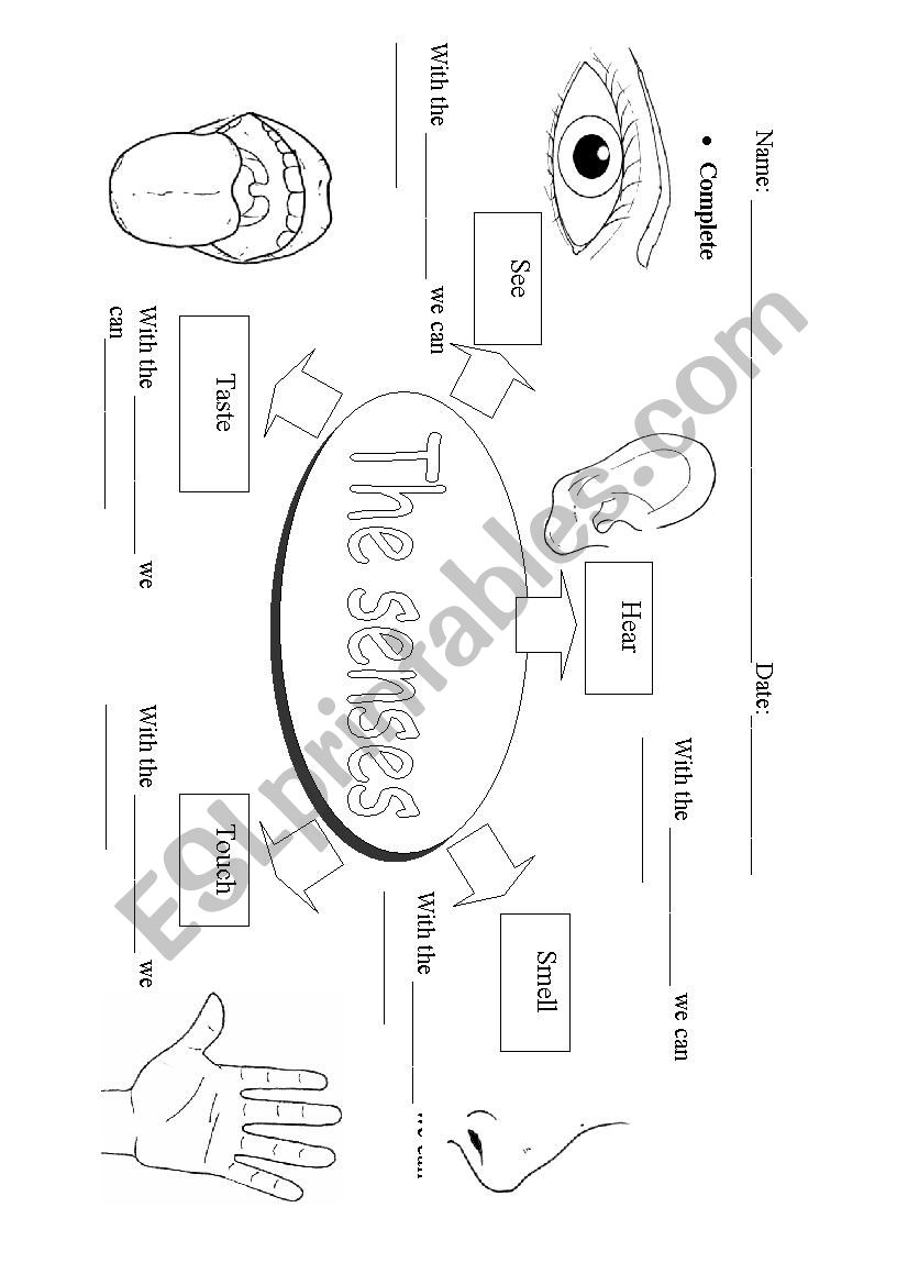 The senses worksheet