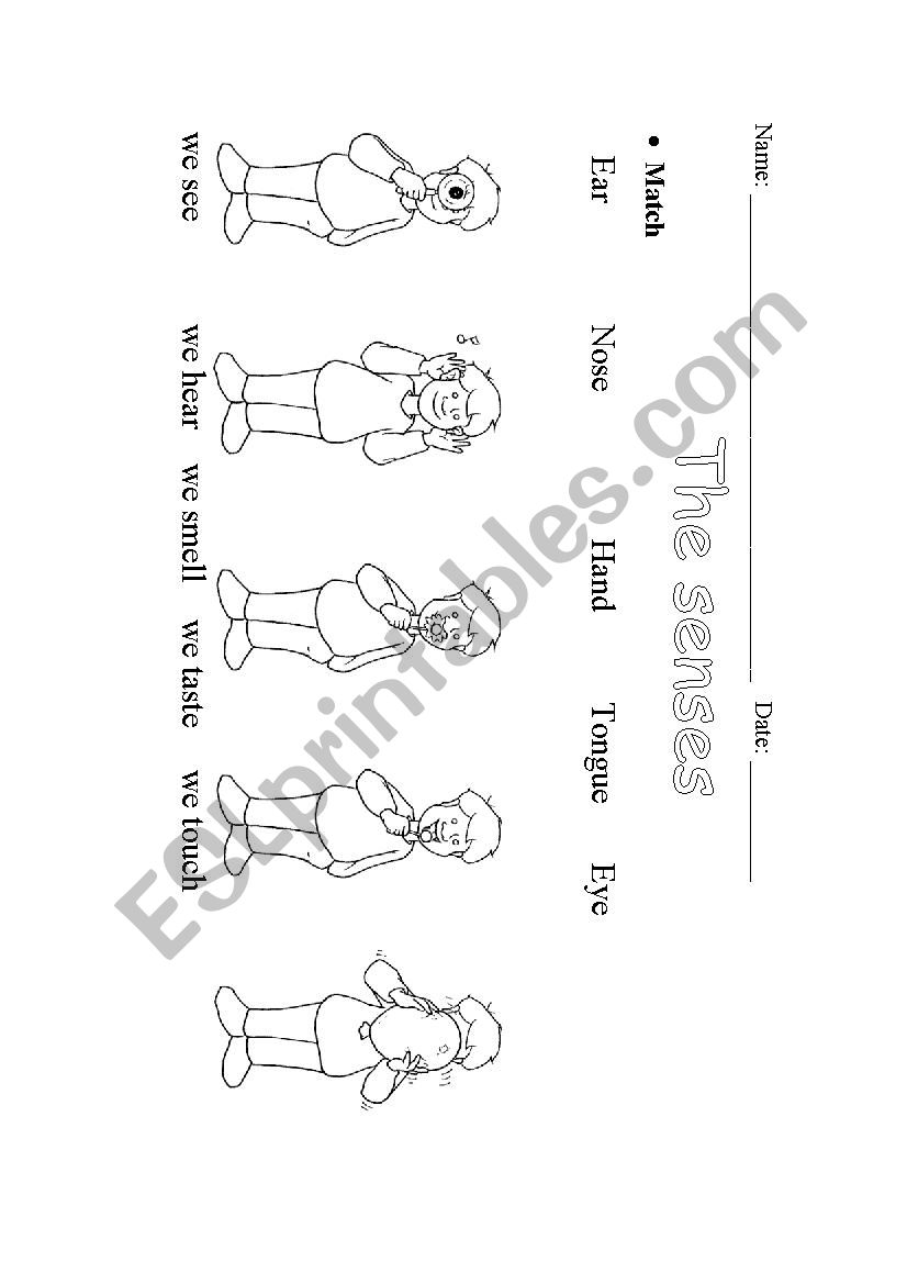 The senses worksheet