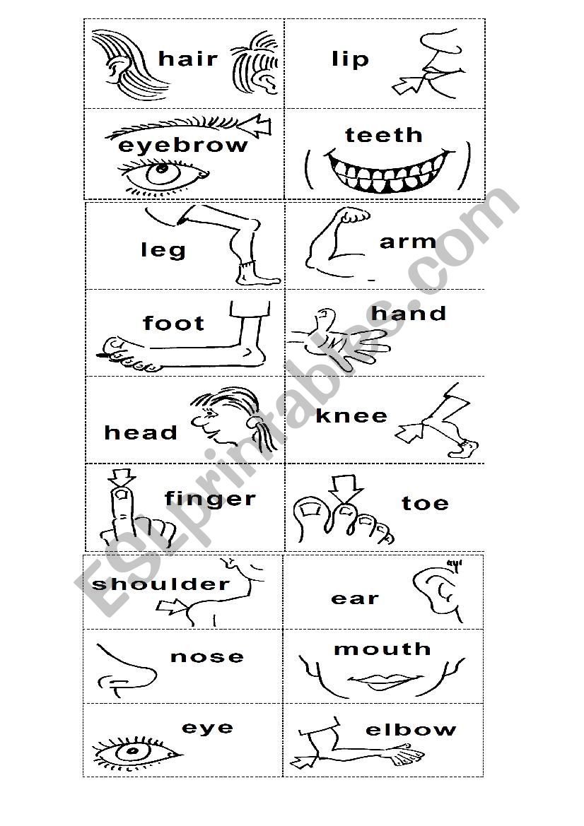 BODY PARTS worksheet