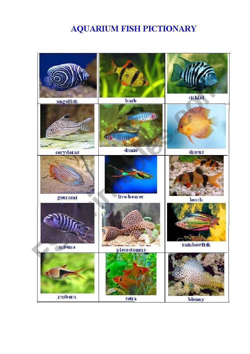 AQUARIUM FISH worksheet