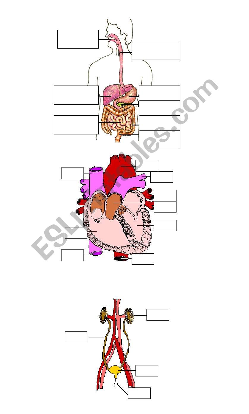 internal organs worksheet